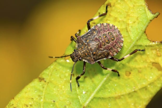 Stink Bug Control in New Jersey - Precise Termite & Pest Control