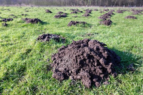 What Homeowners Should Know about Mole Damage