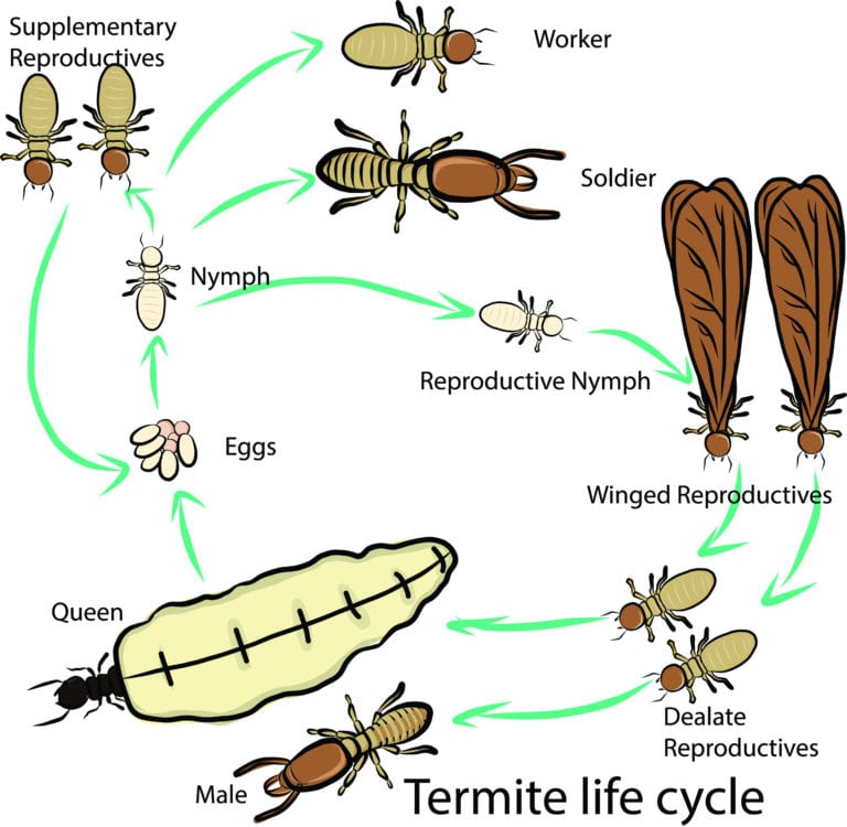 The Life Cycle of Termites and Why Spring Is the Season to Take Action