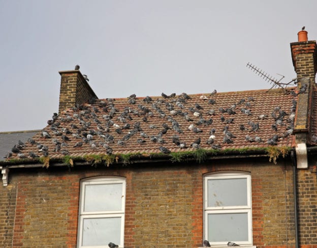 Prevent Bird Infestations Your Property and Home - Precise Pest Control