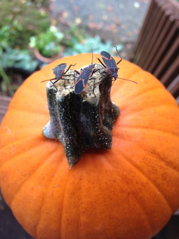 how-to-prevent-squash-bugs-from-infesting-your-pumpkins