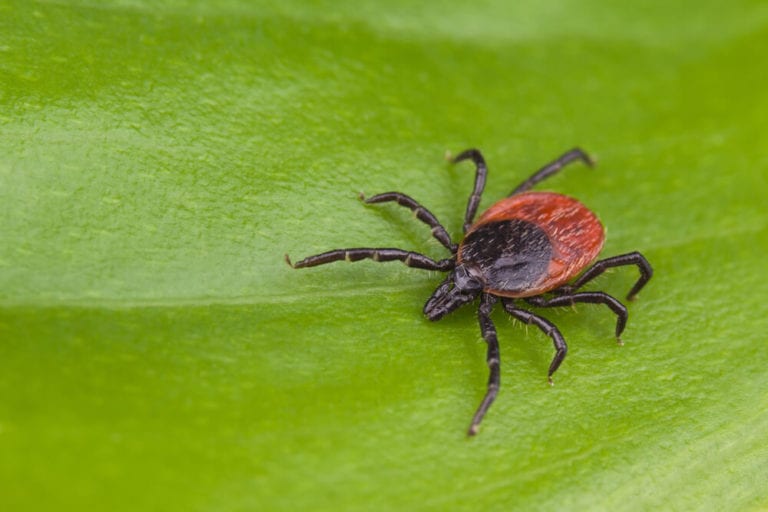 Where Do Ticks Live and How to Rid Your Home and Yard of Ticks Precise Termite & Pest Control