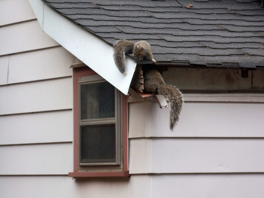 How to Remove Squirrels from Attic Spaces and Squirrel Prevention Tips