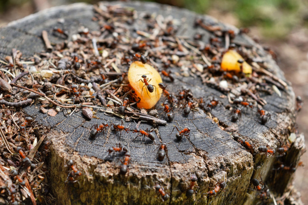 All About Ants Common Ant Habitats Lifespan And Control Tips Precise Termite And Pest Control