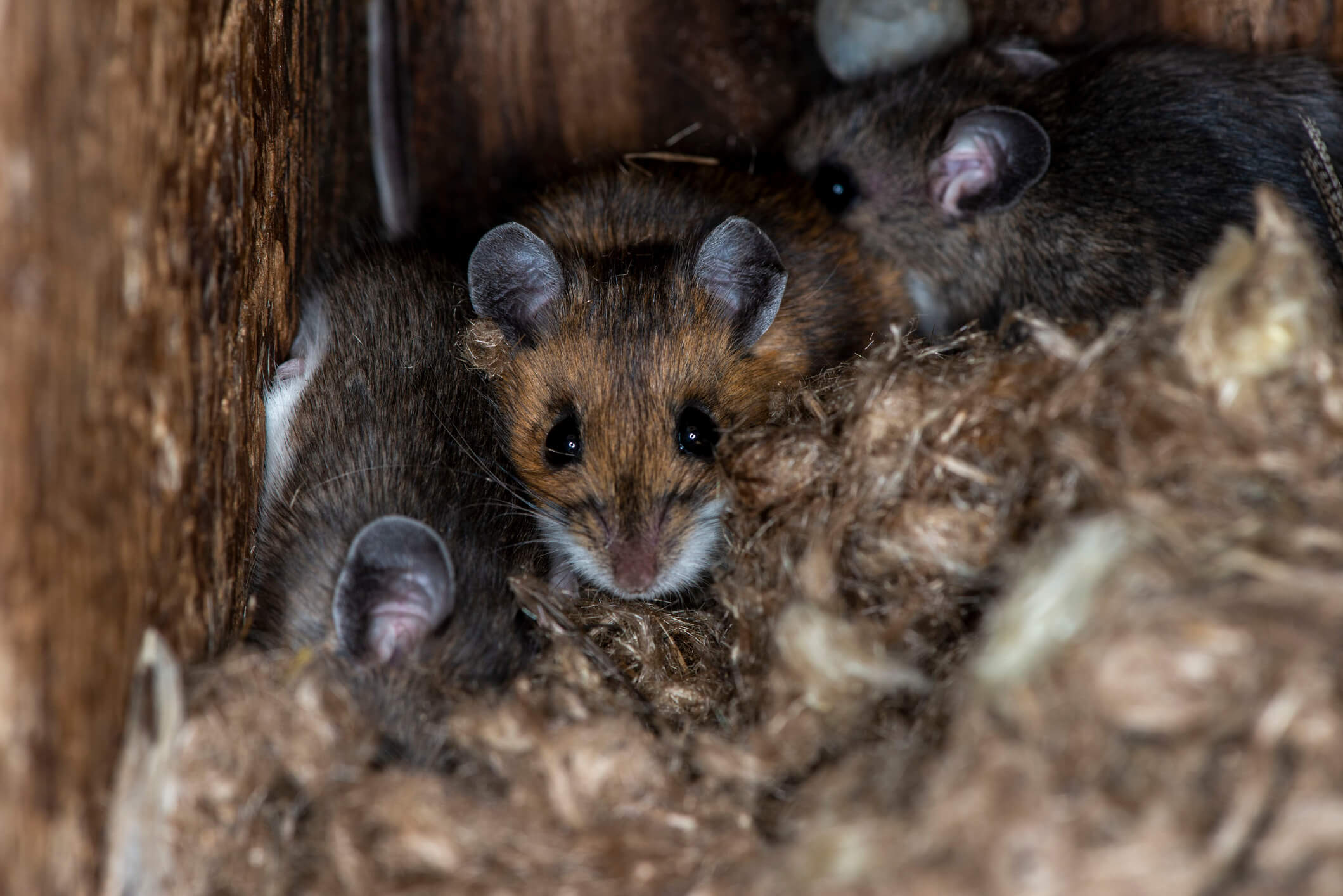 what-does-mouse-poop-look-like-identification-tips-from-pest-control